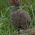 Red-necked Francolin